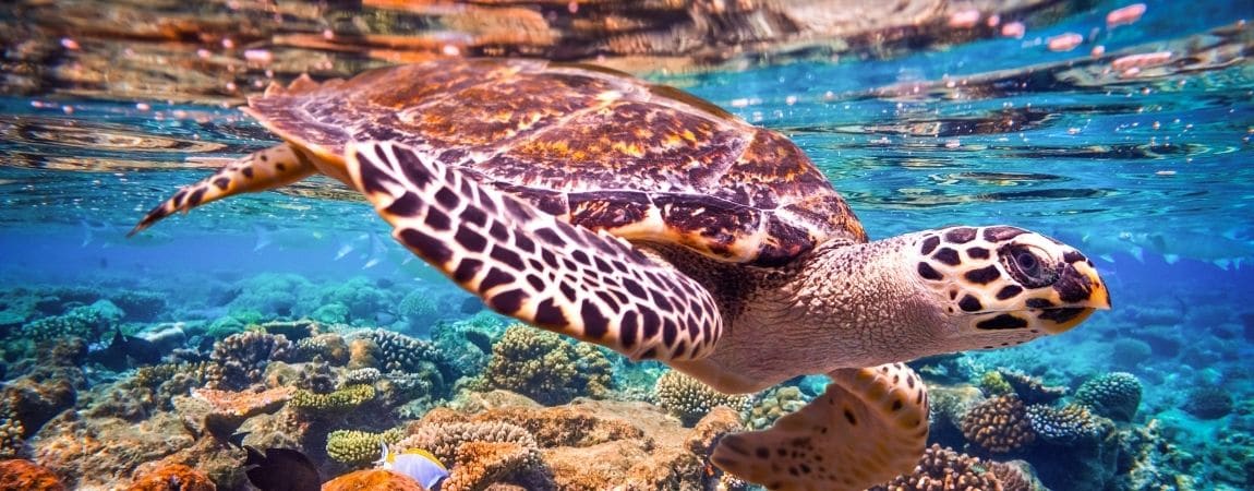 How sustainable marketing can improve the digital ecosystem